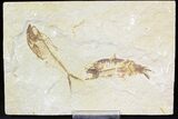 Bargain Diplomystus and Knightia Fossil Fish Plate - x #21439-1